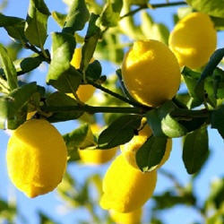 Zitronen Frucht Pulver 100g
