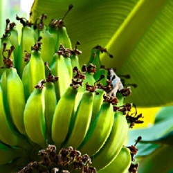 Bananen Frucht Pulver 100g